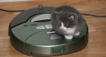 Pets and robot vacuum cleaner